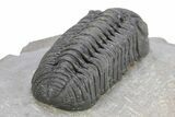 Fantastic Morocops Trilobite - Ofaten, Morocco #291847-4